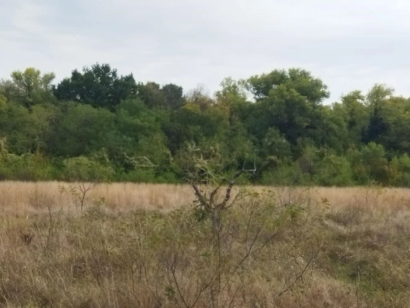 Zu verkaufen ist ein Laubwald von 14.800 Hektar in das Land der. Zlati Voyvoda, Gemeinde. Sliven-0 Продава се широколистна гора 14,800 дка в землището на с. Злати Войвода, общ. Сливен - 0