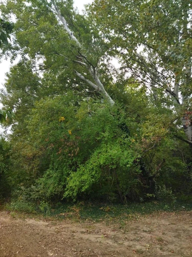 Zu verkaufen ist ein Laubwald von 14.800 Hektar in das Land der. Zlati Voyvoda, Gemeinde. Sliven-0 Продава се широколистна гора 14,800 дка в землището на с. Злати Войвода, общ. Сливен - 0