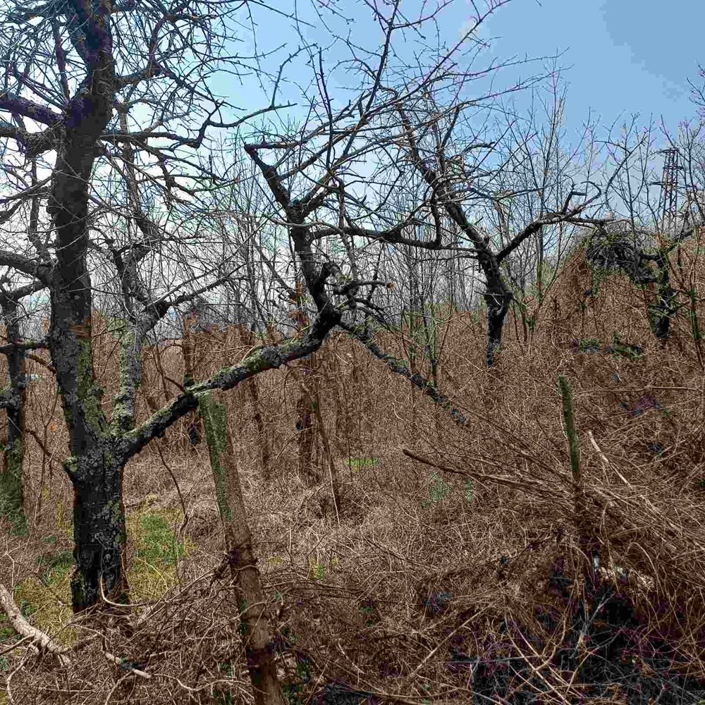 Парцел 1243 кв.м. в м. Моллова гора, лице на асфалтов път - 0